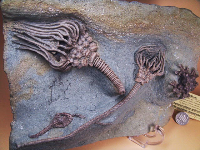 ウミユリ の 化石