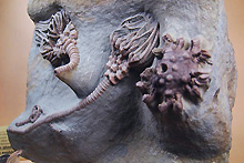 ウミユリ化石（写真）