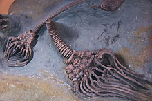 ウミユリ化石（写真）