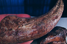 スピノサウルスのカギ爪（写真）