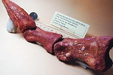 カルカロドントサウルスのカギ爪（写真）