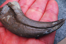 ドロマエオサウルス・ラプトルのガギ爪（写真）