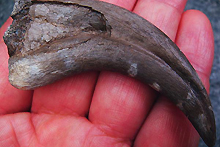 ドロマエオサウルス・ラプトルのガギ爪（写真）