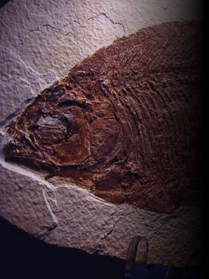 化石写真（大）