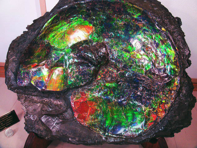 カナダ・アルバータ州産 Ammolite アンモライト 70x40mm 化石