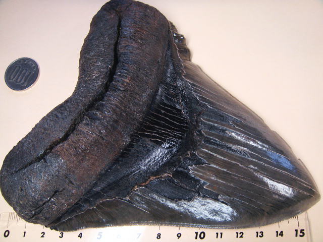 化石ギャラリー｜メガロドンの歯