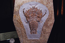 エビ化石（写真）