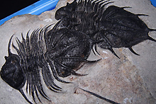 三葉虫の化石（写真）