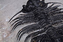 三葉虫の化石（写真）