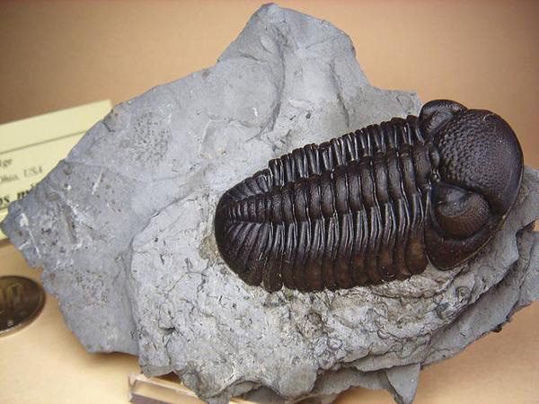 化石ギャラリー｜三葉虫の化石