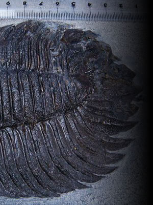 化石ギャラリー 三葉虫の化石