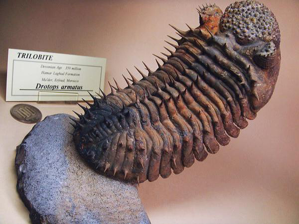 化石ギャラリー｜三葉虫の化石